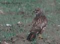 Buteo buteo